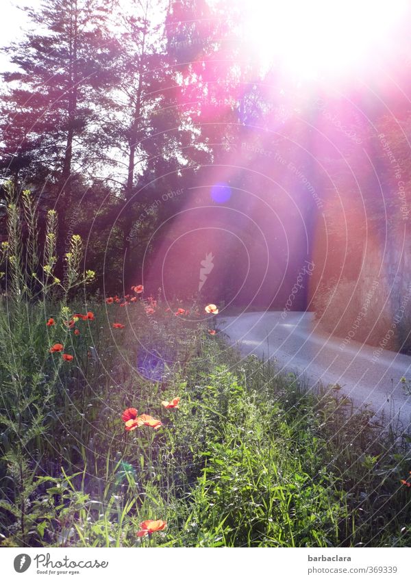 Rasen ist gefährlich | die Sonne blendet!! Umwelt Natur Landschaft Sommer Schönes Wetter Mohn Wiese Wald Straße Wege & Pfade Wegrand Blühend leuchten hell Wärme