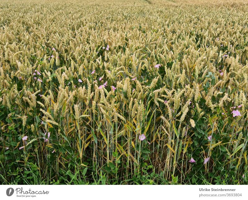 Weizenfeld mit einzelnen rosa Ackerwinden Kornfeld Ähren Weizenähren Süßgras Triticum Getreide Getreidefeld reifen Nahrungsmittel Grundnahrungsmittel