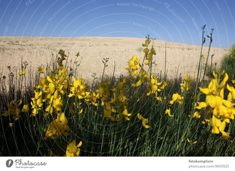 gelbe Blumen mit hellem Getreidefeld und blauem Himmel im Hintergrund Feldblumen Feldrand getreidefeld Pflanze Blühend Blüte Wiese Blumenwiese natürlich Sommer