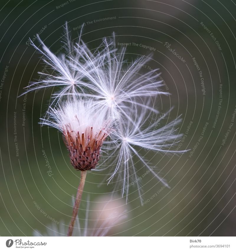 Pusteblume Blume Samen samenstand zart filigran Sommer Löwenzahn Wiese Weide Schwache Tiefenschärfe fliegen Pflanze Natur Makroaufnahme Nahaufnahme