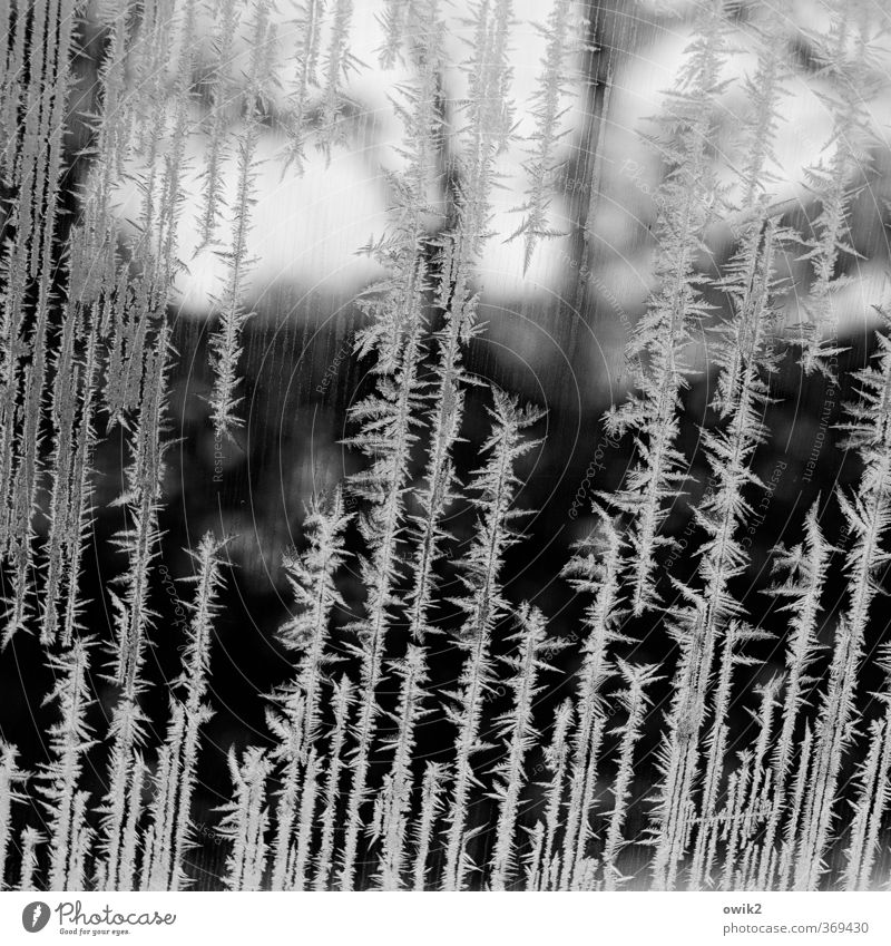 Siebenschläfer Winter Eis Frost frieren dünn authentisch natürlich Spitze stachelig Vergänglichkeit Fensterscheibe Glas Autofenster Eisblumen kalt bizarr