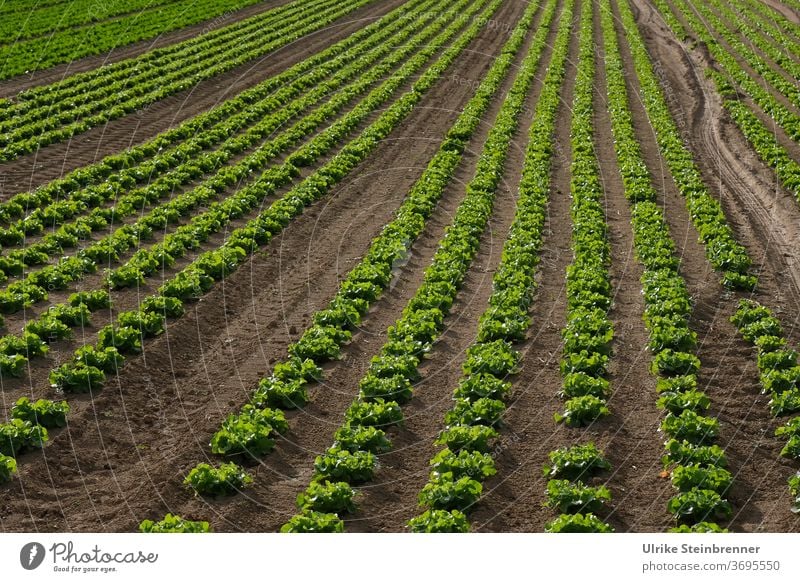 Acker mit langen Reihen von Schnittsalat Salat Lollo bionda Lollo bianco Lollo grün gerade Linien Ackerfurchen Anbau Ackerbau Feld Landwirtschaft Rosetten