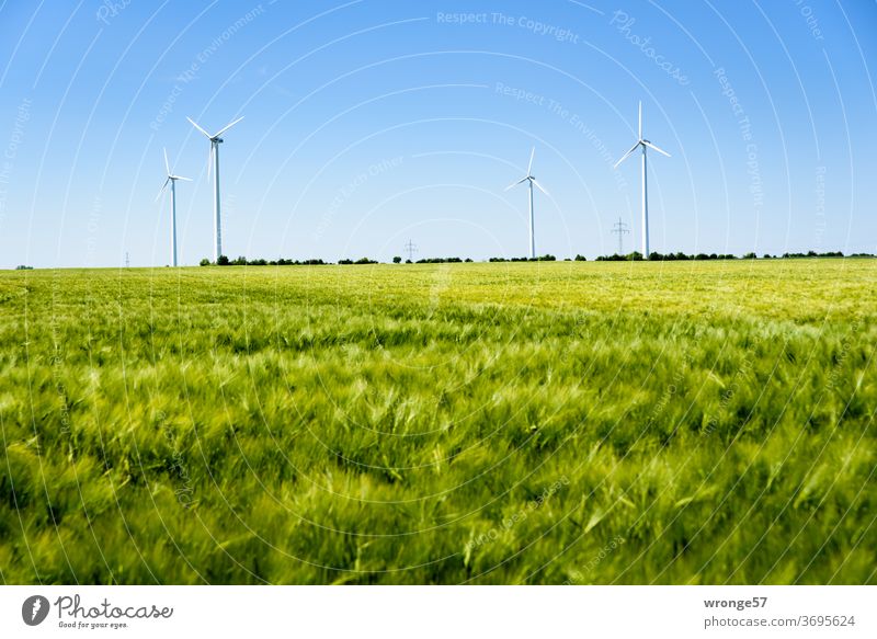 4 Windkraftanlagen hinter einem grünen Getreidefeld Windmühlen erneuerbare Energie grüne Energie Horizont blauer Himmel Wolkenloser Himmel Kornfeld Roggenfeld