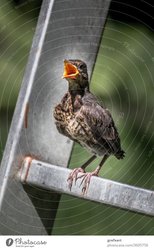 Junge eurasische Amsel sitzt auf Leiter und wartet mit weit offenem Schnabel darauf gefüttert zu werden tier baby schnabel vogel amsel gewöhnlich diät essen