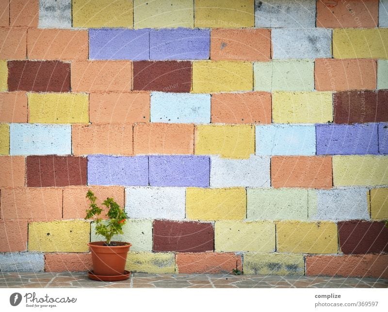 Bunte Wand mit Blumentopf Ferien & Urlaub & Reisen Häusliches Leben Wohnung Haus Traumhaus Garten Subkultur Pflanze Grünpflanze Topfpflanze blau gelb grün