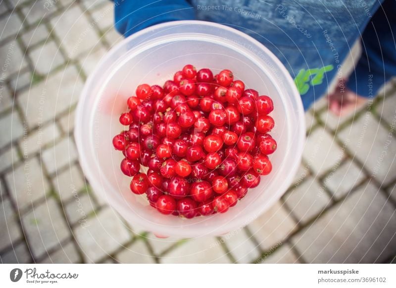 Frische Bio-Ernte rote Johannisbeere Ackerbau Biografie Blütezeit züchten Zucht Kindheit Wintergarten kontrollierte Landwirtschaft Bodenbearbeitung Lebensmittel