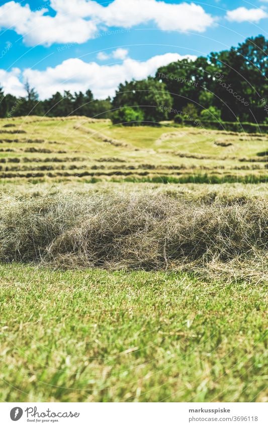 Bio gentechnikfrei frisches Heu Blütezeit züchten Zucht Cash-Cropping kontrollierte Landwirtschaft Ernte Pflanzenbau Bodenbearbeitung Lebensmittel genetisch