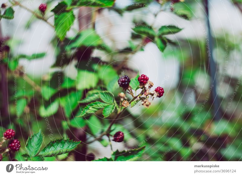 Frische Bio-Ernte Hausgarten Brombeeren Ackerbau Biografie Blütezeit züchten Zucht Kindheit Wintergarten kontrollierte Landwirtschaft Bodenbearbeitung