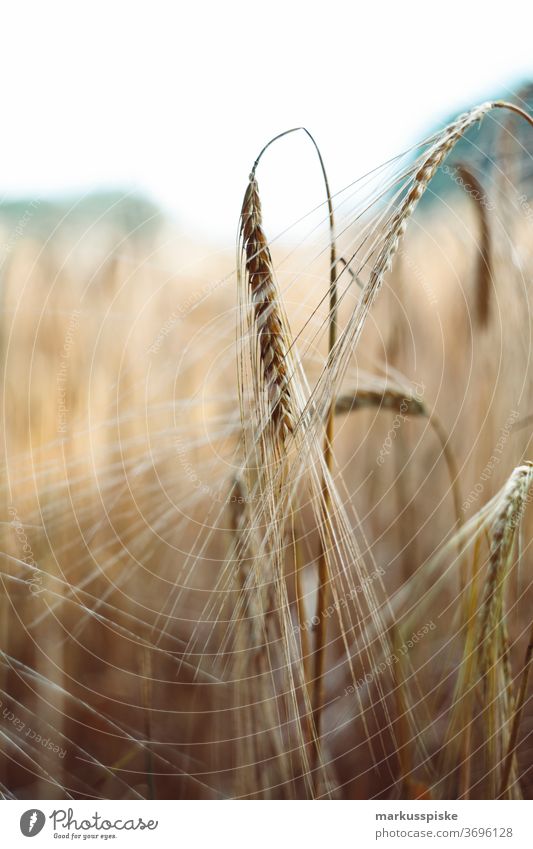 Bio gentechnikfrei Getreidefeld Ackerbau Biografie Blütezeit züchten Zucht Cash-Cropping Müsli Zerealien kontrollierte Landwirtschaft Mais Zucchini Ernte