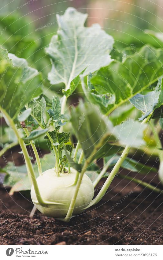 Frischer Bio-Ernte Hausgartenkohl Ackerbau Biografie Blütezeit züchten Zucht Kindheit Wintergarten kontrollierte Landwirtschaft Bodenbearbeitung Lebensmittel