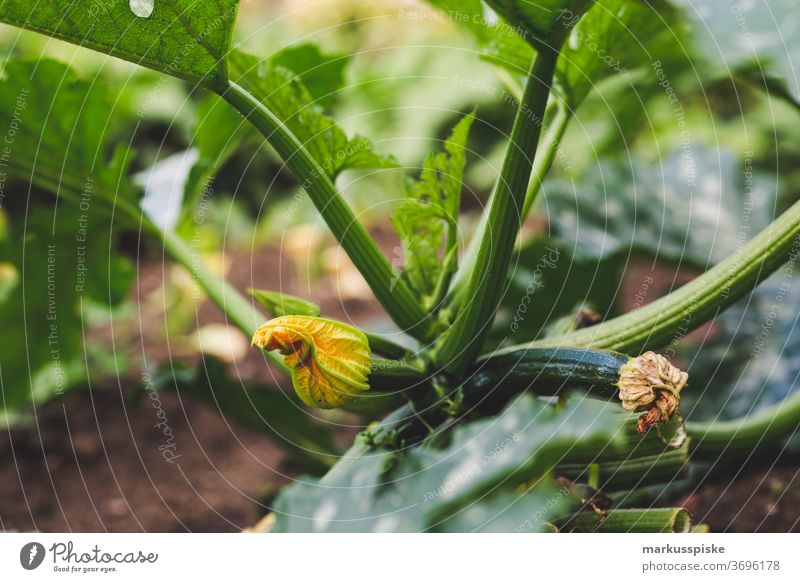 Frische Bio Ernte Hausgarten Zucchini Ackerbau Biografie Blütezeit züchten Zucht Kindheit Wintergarten kontrollierte Landwirtschaft Bodenbearbeitung