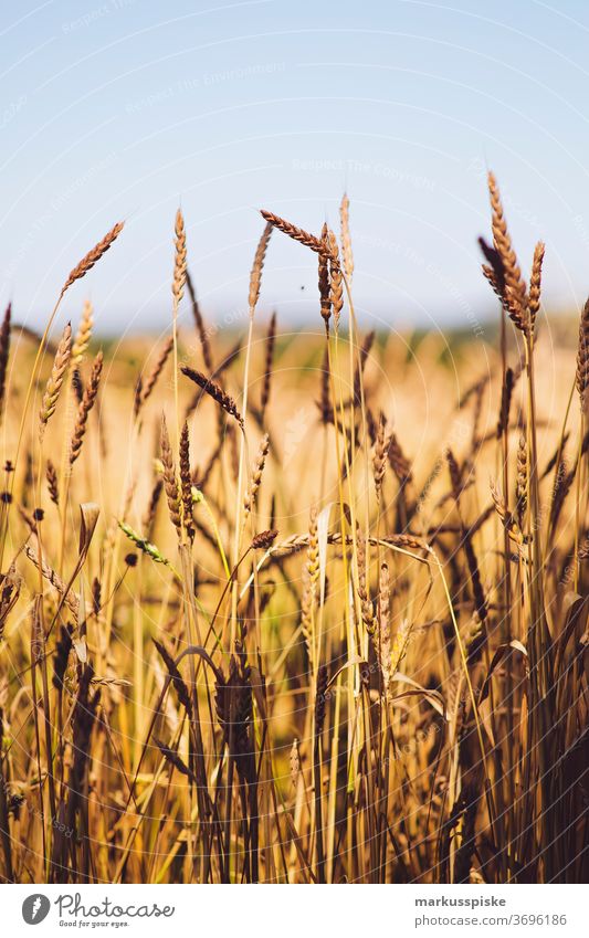 Bio gentechnikfreies Getreidefeld Ackerbau Biografie Blütezeit züchten Zucht Cash-Cropping Müsli Zerealien kontrollierte Landwirtschaft Mais Zucchini Ernte