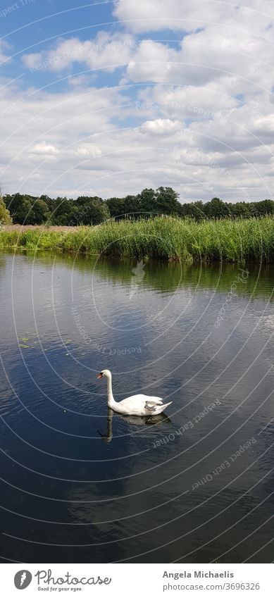 Schwan in ruhigem Gewässer Wassertier Wasservögel ruhige Atmosphäre See Fluss schwimmen baden Außenaufnahme Natur im Wasser treiben Reflexion Spiegelung