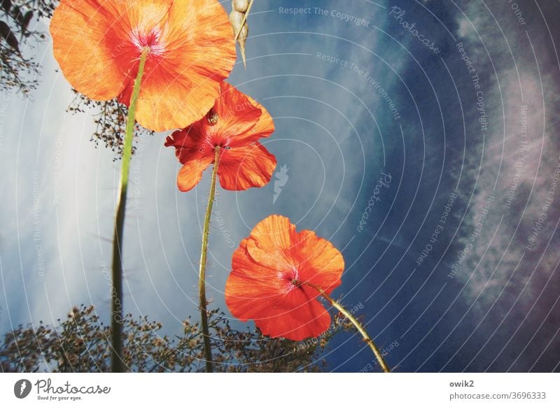 Mohn von unten Blüte Wiese Sommer Blühend Pflanze Blume Natur Textfreiraum oben Menschenleer Wachstum Farbfoto rot Umwelt Schwache Tiefenschärfe Außenaufnahme