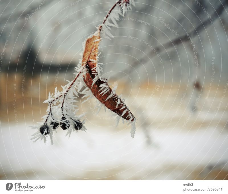 Übriggeblieben Samenkapsel Natur Farbfoto Tag Blatt Umwelt Pflanze Ast Vergangenheit trist Vergänglichkeit zerbrechlich filigran Hoffnung Schwache Tiefenschärfe