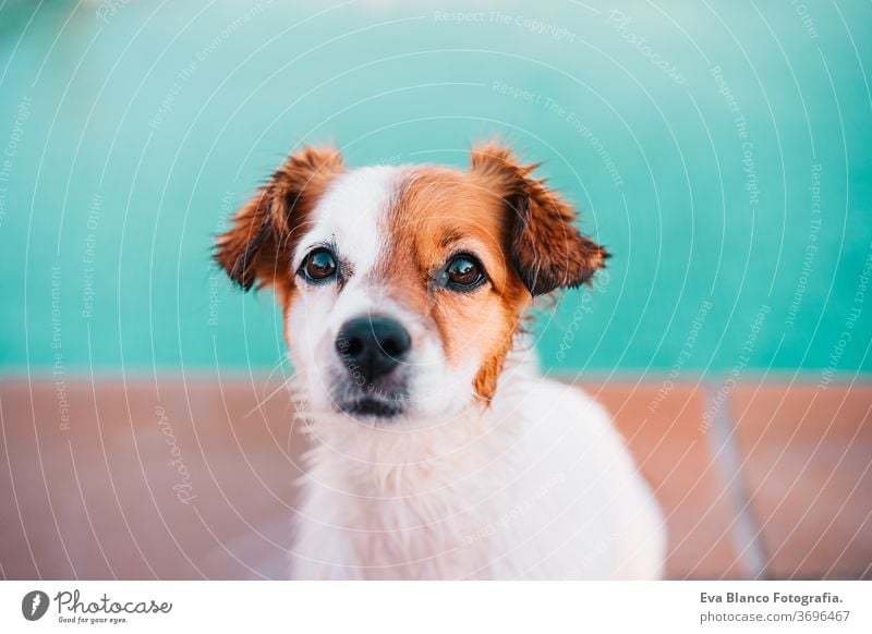 Porträt des süßen Jack-Russell-Hundes, der draußen am Pool lächelnd am Pool sitzt, Sommerzeit Schwimmbad jack russell niedlich Schwimmsport Haustier Fitness