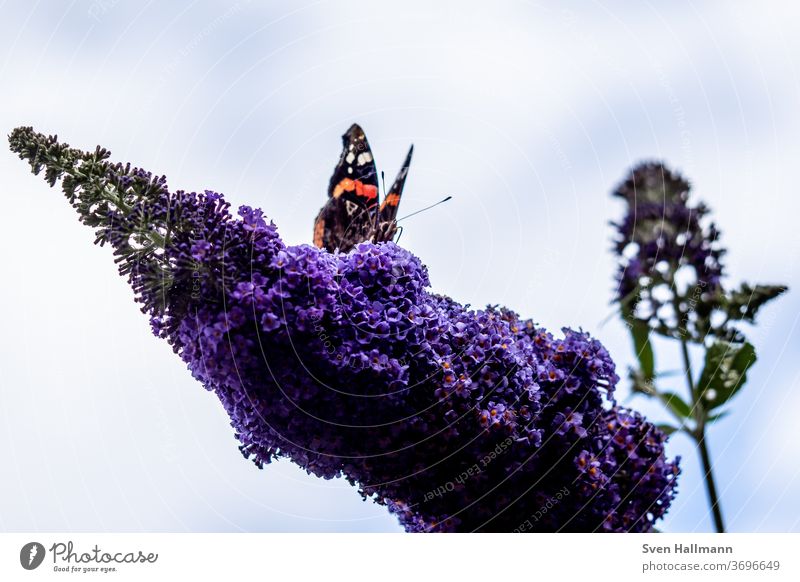 Schmeterling sitzt auf Blume Detailaufnahme Natur Außenaufnahme Sommer Frühling Tag Nahaufnahme Makroaufnahme klein Pflanze Garten Pastellton Insekt Blüte