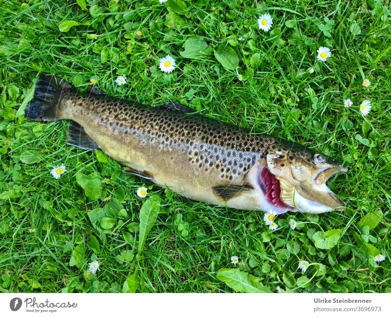 Frisch gefangene Bachforelle in der Wiese Fisch fangfrisch Anglerglück Fischrevier Salmo trutta fario Salmoniden Raubfisch Ernährung Angeln Forelle Gras