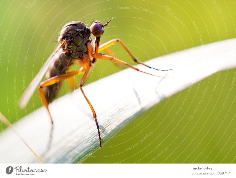 Mückenplage Krankheit Umwelt Natur Pflanze Garten Park Wiese Feld Wald Urwald Tier Wildtier 1 fliegen außergewöhnlich gigantisch groß gruselig Schmerz Angst