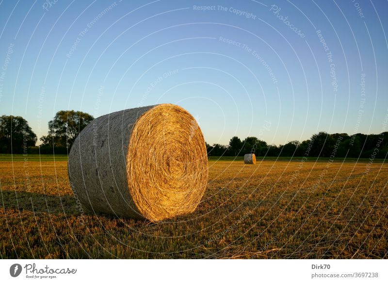 Heuballen Mahd mähen gemäht Gemähte Wiese Wolkenloser Himmel Abend Abendlicht Sonnenlicht Landschaft Gras Landwirtschaft Außenaufnahme Sommer Farbfoto Umwelt