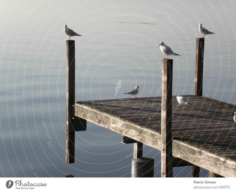 Möven am Steg Stimmung Tier Vogel Pfosten Wasser Abend