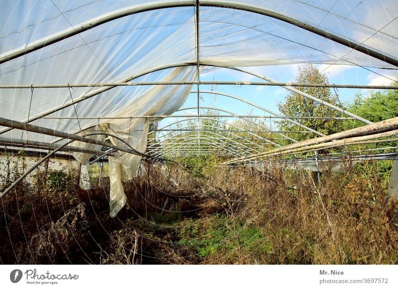 Architektur und Natur I luftig Pflanze Gewächshaus Verfall verfallen Dach Plane Folie Metall vertrocknet kaputt Vergänglichkeit Ruine Zerstörung Gartenarbeit