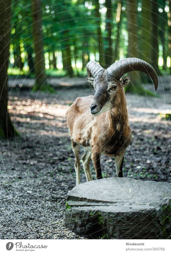 Kannst du mal kurz stillhalten? ... Danke! Umwelt Natur Erde Sommer Baum Baumstumpf Wald Tier Wildtier Tiergesicht Fell Ziegenbock 1 Denken Blick stehen warten