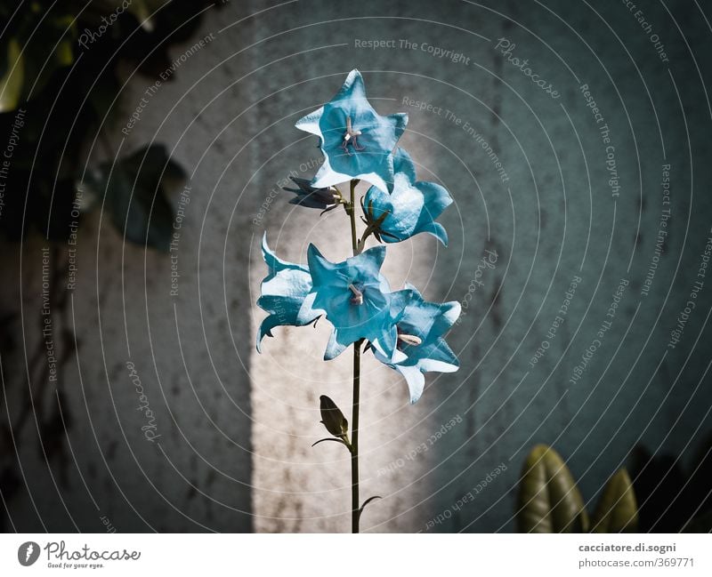 what a lovely day Sonnenlicht Sommer Schönes Wetter Pflanze Blume Glockenblume Garten Mauer Wand dunkel kalt Neugier trashig Stadt blau Lebensfreude Coolness