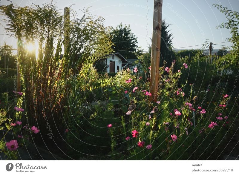 Durch die Blumen Idylle Farbfoto Außenaufnahme Menschenleer Sonnenlicht Baum Tag Natur Garten Schrebergarten Umwelt Totale Wolken leuchten Himmel Sträucher