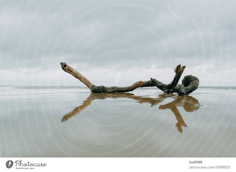 ein einsamer angespülter Ast am Strand Treibgut Stillleben Einsam herbstlich Meer Nordsee Küste Herbst herbsturlaub Besinnlichkeit besinnlich Wolken Sand Wasser