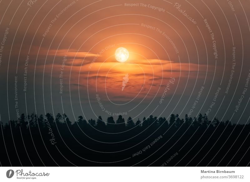 Dämmerungsstimmung mit Vollmond und Wolken über einem Wald Abend orange friedlich geheimnisvoll satt Mond Landschaft Kalifornien Umwelt im Freien Natur dunkel