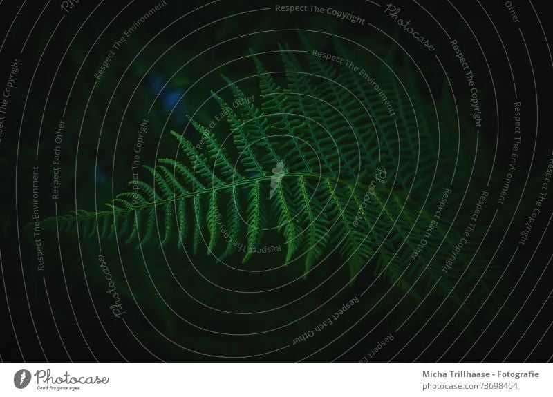 Farn im Abendlicht farn monilophyta farne wald lichtung waldboden bäume natur flora vegetation blätter schatten sonne sonnenschein dämmerung morgen abend