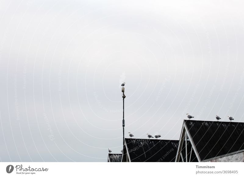 Chorleitung und Ensemble stehen bereit - gleich geht`s los! Himmel Häuser Dach Antenne Giebel Möwen warten Wolken blau weiß Außenaufnahme Gebäude Architektur