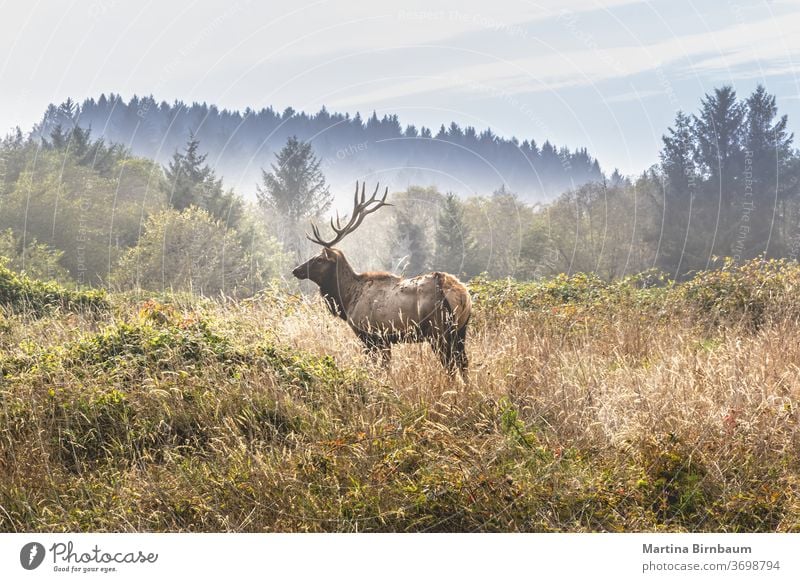 Elch mit königlichen Hirschen posiert auf einer Wiese im Yosemite-Nationalpark Horn majestätisch Wapiti-Hirsche männlich wild Tier Natur Tierwelt Gras Säugetier