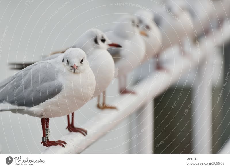 Möwenland Umwelt Natur Tier Wildtier Vogel 1 grau Reihe viele Farbfoto Außenaufnahme Textfreiraum oben Tag Schwache Tiefenschärfe Zentralperspektive Tierporträt