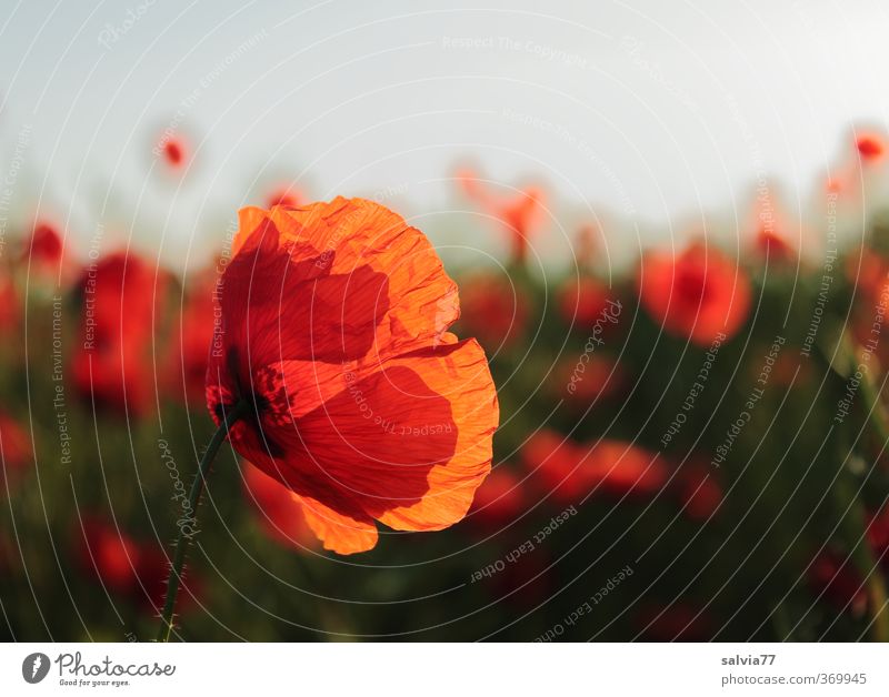 Mohn Natur Pflanze Sommer Blüte Wildpflanze Feld Blühend Duft leuchten Wärme weich mehrfarbig rot Farbe Stimmung Sonnenaufgang Klatschmohn Mohnfeld Gegenlicht