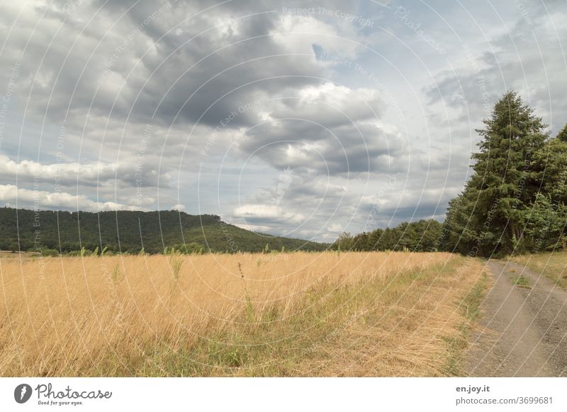 Feldweg Weg Kiesweg Baum Hügel Pfalz Rheinland-Pfalz Spazierweg Landschaftsbilder Himmel Wolken Weitwinkel Horizont Idylle Menschenleer Natur Sonnenlicht Sommer