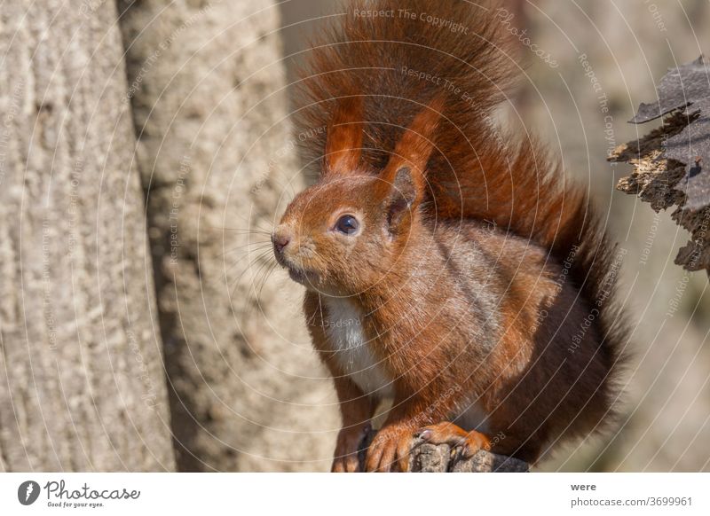 Europäisches Braunes Eichhörnchen im Wintermantel auf einem Ast im Wald Hintergrund Sciurus vulgaris Tier Niederlassungen Textfreiraum kuschlig kuschelig weich