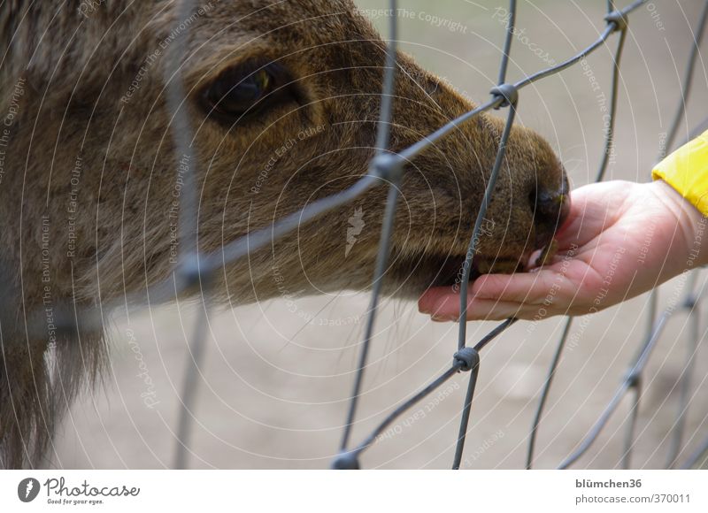 zutraulich Kind Hand Tier Wildtier Tiergesicht Zoo Hirschkuh Hirsche Sikawild Damwild berühren füttern schön klein Neugier Wachsamkeit Abenteuer Erholung Freude