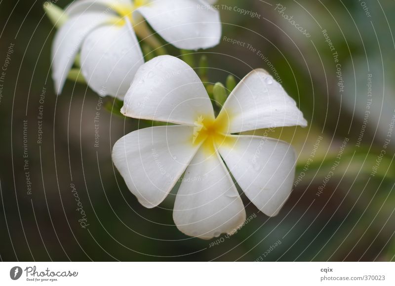 Leelawadee Pflanze Wassertropfen Baum Blume exotisch Leidenschaft schön Fernweh Thailand Frangipani Farbfoto Außenaufnahme Detailaufnahme Abend Porträt