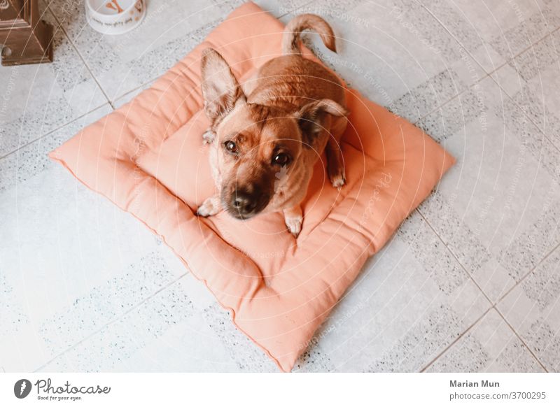 perro mirando a la camara desde su cama animal compañia hogar casa belleza mirada