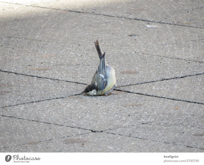 Junge Kohlmeise ist kopfüber auf die Straße gefallen Vogel Sturz Meise Tier Außenaufnahme 1 Wildtier klein Menschenleer verletzt Schnabel Asphalt Bürgersteig