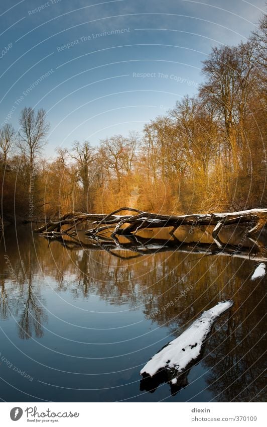 Das Ende des Winters Umwelt Natur Landschaft Wasser Himmel Schönes Wetter Schnee Baum Wald Flussufer Rhein Altrhein Flußauen Auwald Farbfoto Außenaufnahme