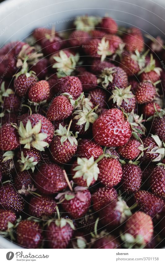 junge frische erdbeeren an einem sommertag auf einer gartenparzelle gesammelt. erdbeerernte in einer eisenplatte. konzept: beeren, die im garten wachsen. desktop-bild in retro-verarbeitung