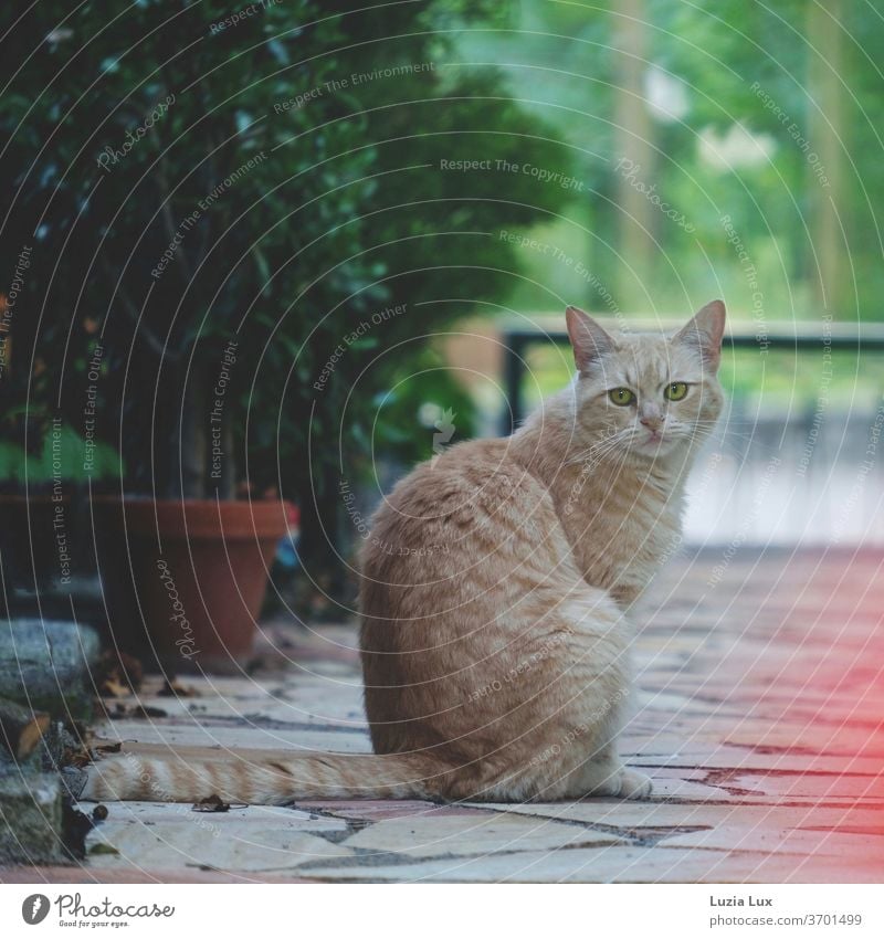 Ein roter Kater mit sehr grünen Augen, Blick in die Kamera Tiger Lauer lauernd beobachtend Beobachter Gebüsch grünes Laub Tier Tierporträt Katze Farbfoto