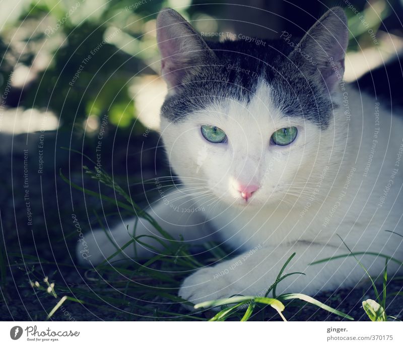 Ich tu doch nix, ich will dich nur fressen, kleine Maus. Tier Haustier Nutztier Katze Tiergesicht 1 glänzend liegen Blick grün schwarzweiß Auge Neigung