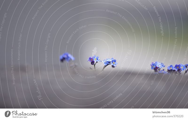 Mauer | ...und was dahinter ist Frühling Sommer Pflanze Blume Blüte Vergißmeinnicht Wand Blühend Duft einfach Freundlichkeit schön blau grau Steinmauer