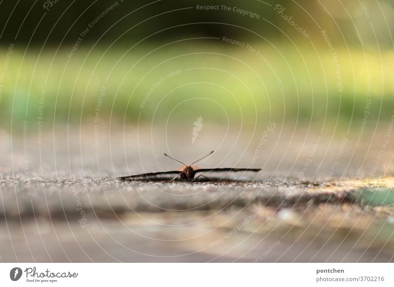 Nahaufnahme von einem Schmetterling mit ausgebreiteten Flügeln in einem Garten auf Steinplatten. Tierwelt, insekten flügel Insekt Fühler Natur schön sitzen