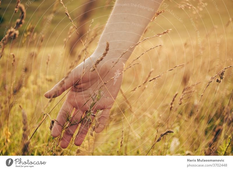 Frau Hand im goldenen Gras Sommerfeld im Sonnenuntergang Nahaufnahme lässig Konzept Korona-Technik Corona-Virus bedeckt bedeckte Augen abgedeckte Fläche