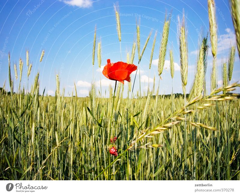 Mohn Ferien & Urlaub & Reisen Fahrradtour Umwelt Natur Landschaft Pflanze Himmel Wolken Sommer Klima Schönes Wetter Blüte Nutzpflanze Feld Dorf Kleinstadt gut